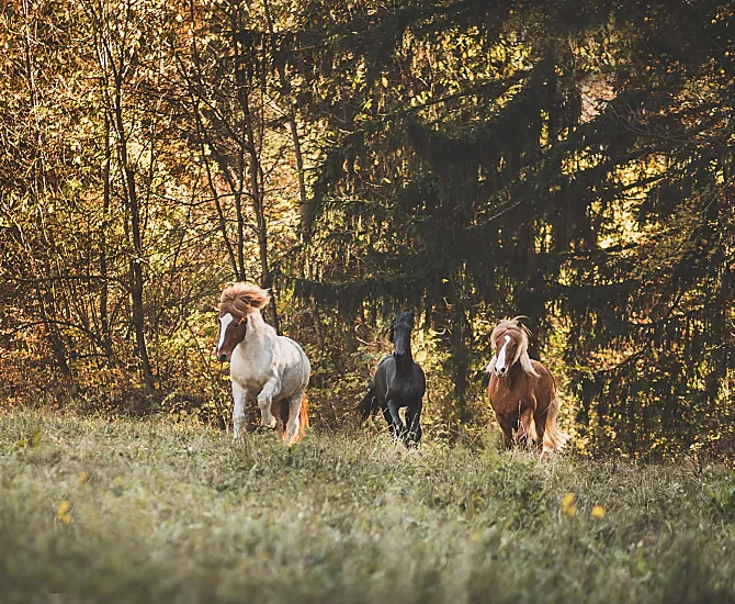 Wieserhof - Bildergalerie Photo