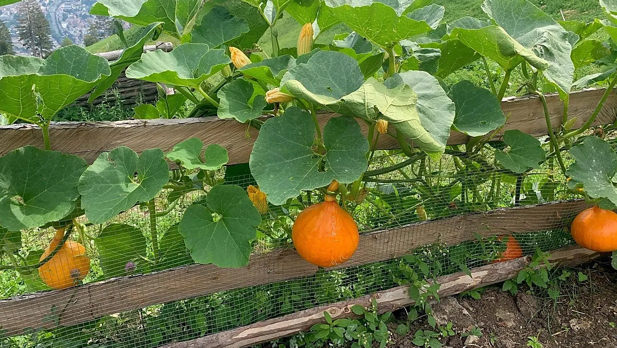 Le nostre deliziose zucche