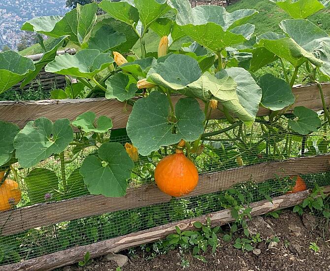 Le nostre deliziose zucche