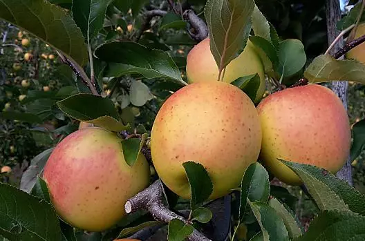 Le nostre Golden Delicious