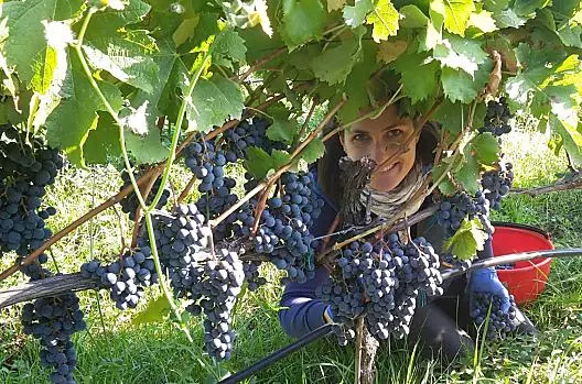 Alla vendemmia
