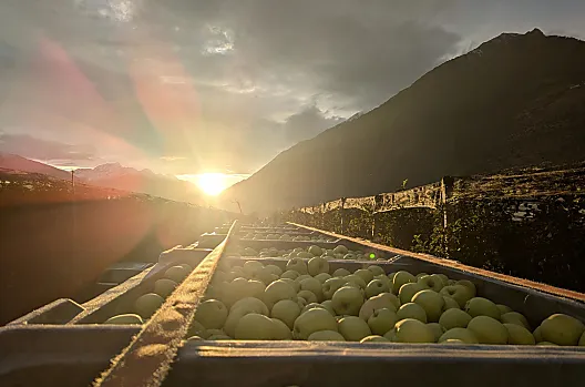 Raccolta delle mele