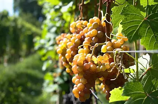 Gewürztraminer