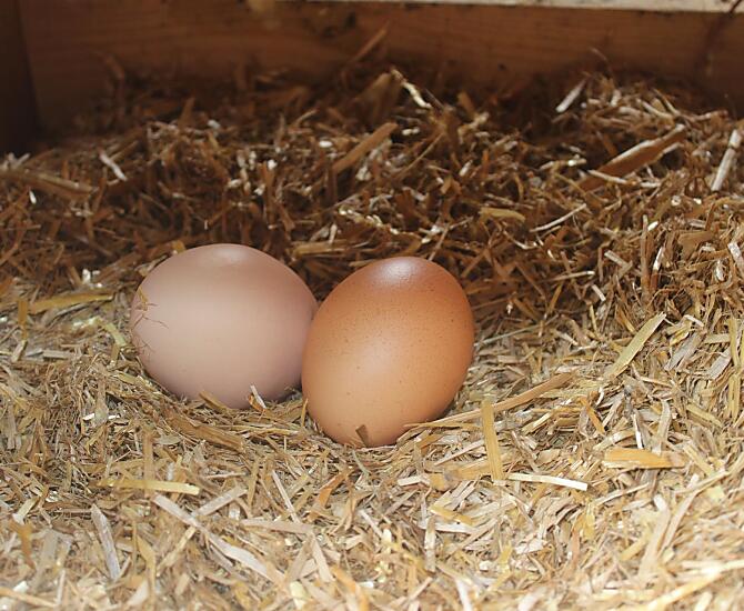 Uova fresche dalle nostre galline