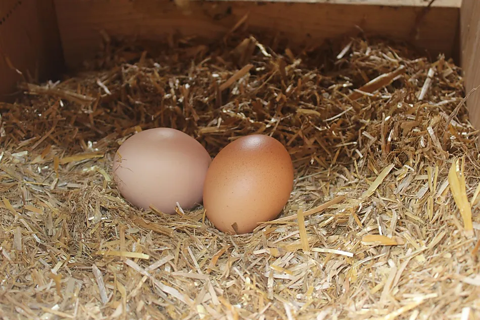 Uova fresche dalle nostre galline