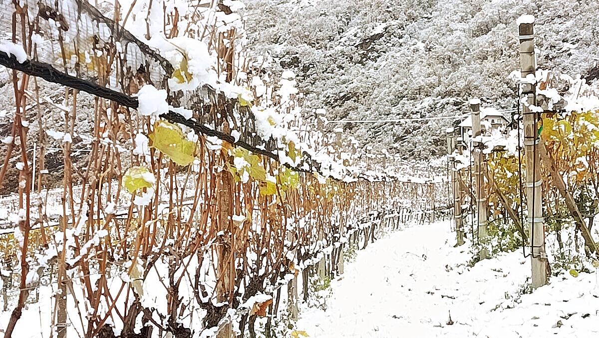 Un velo di neve tra i vigneti.
