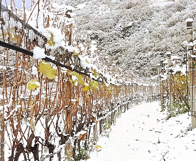 Un velo di neve tra i vigneti.