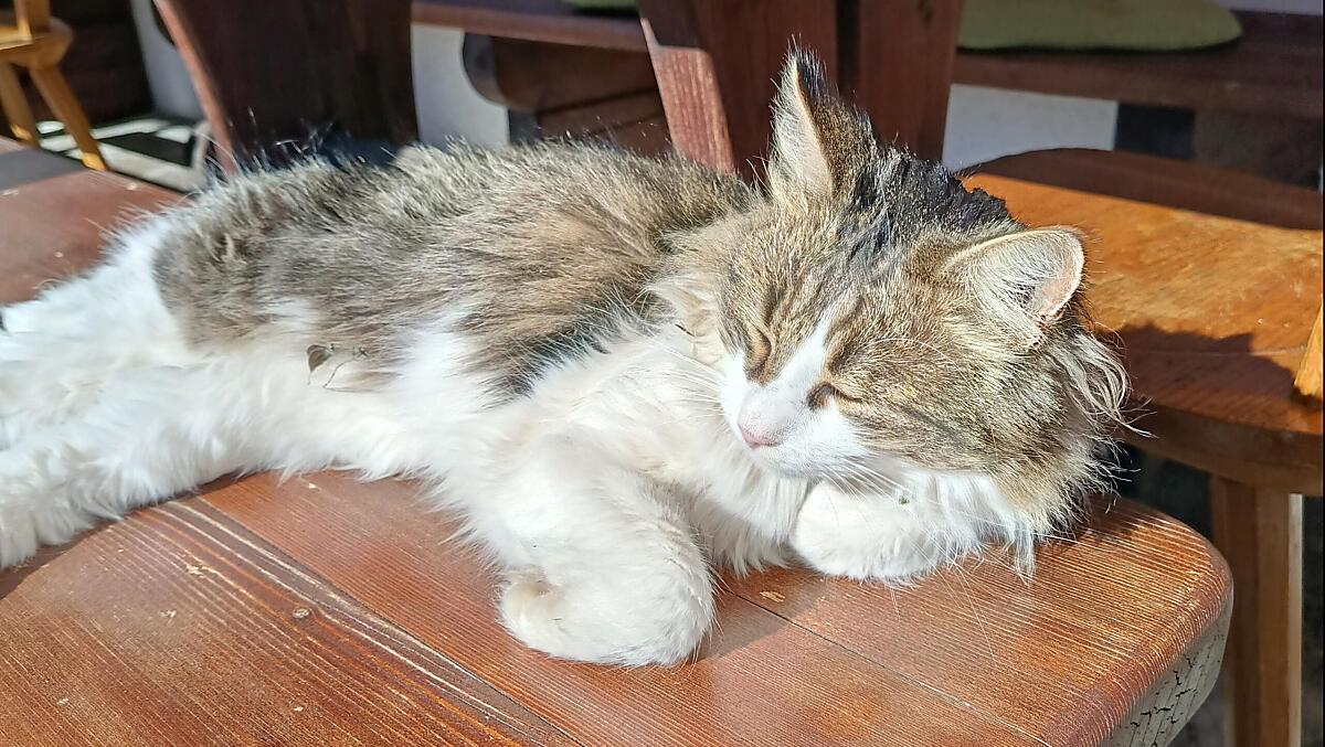 Il nostro gatto del maso Tequilla