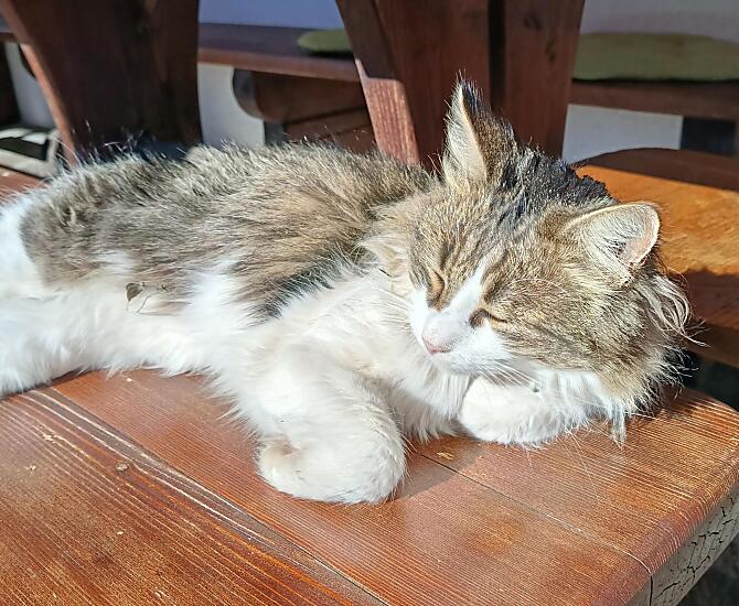 Il nostro gatto del maso Tequilla