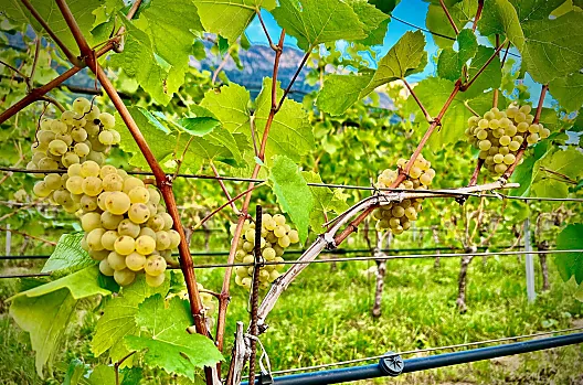 Il vigneto accanto al maso – Pinot Bianco di eccellente qualità