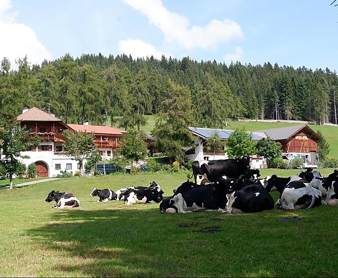 Mucche da latte allevate al pascolo