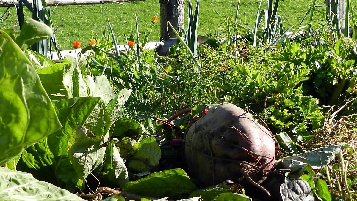 Orto contadino con insalate fresche, verdure e bacche
