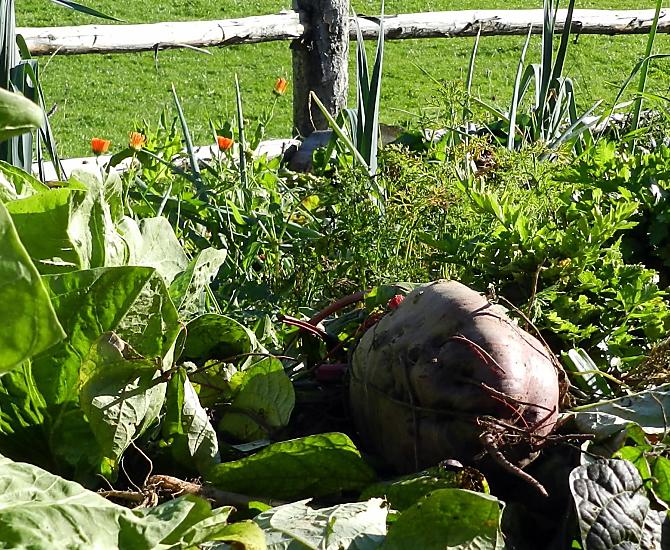 Orto contadino con insalate fresche, verdure e bacche