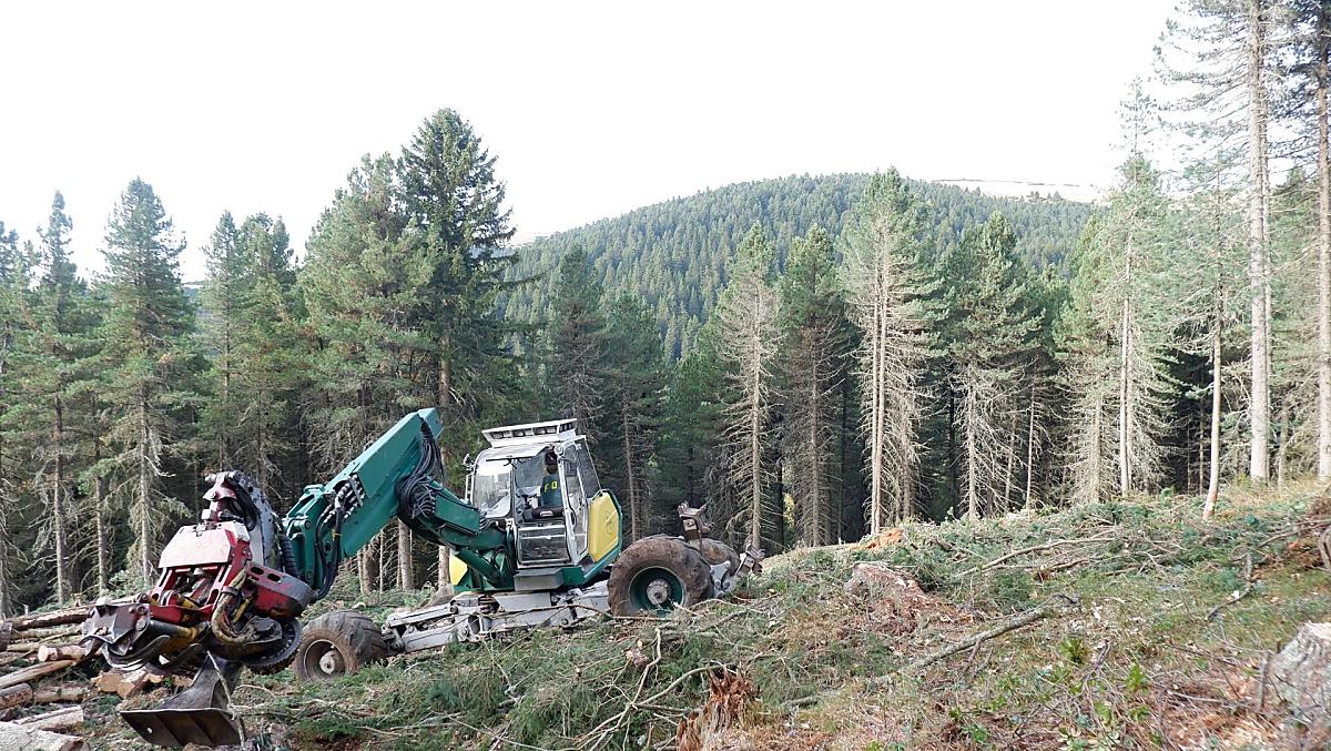 Lavori forestali