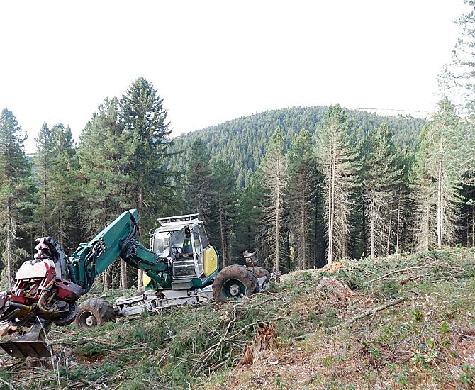 Lavori forestali
