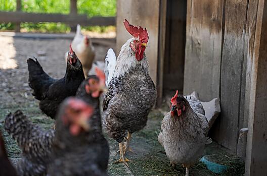 Le nostre instancabili galline ovaiole.