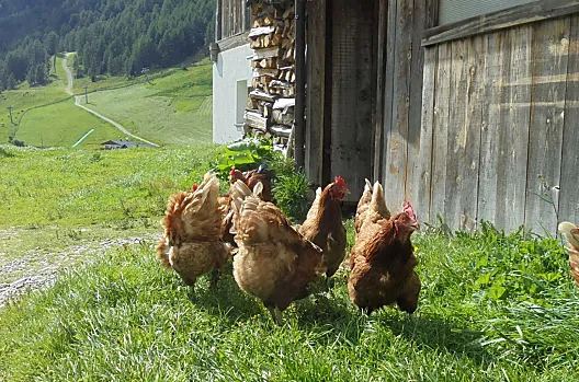 Polli in cerca di granaglie