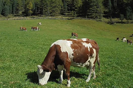 Mucche nel prato