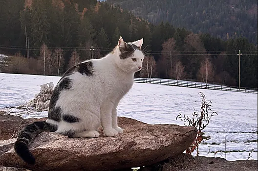 Il gatto Felix