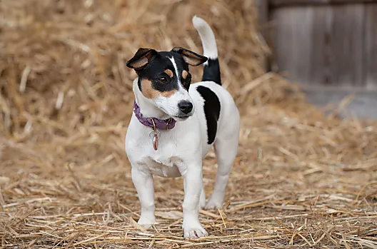 Trixie, la nostra Jack Russell