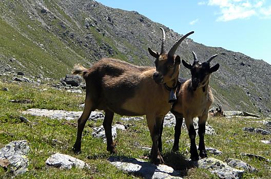 Le nostre capre si godono l'estate in malga. In autunno tornano e pascolano nel maso.