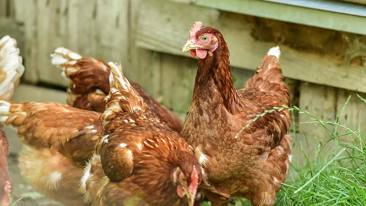Le nostre galline riempiono i nidi di uova fresche, che potrete raccogliere e gustare.