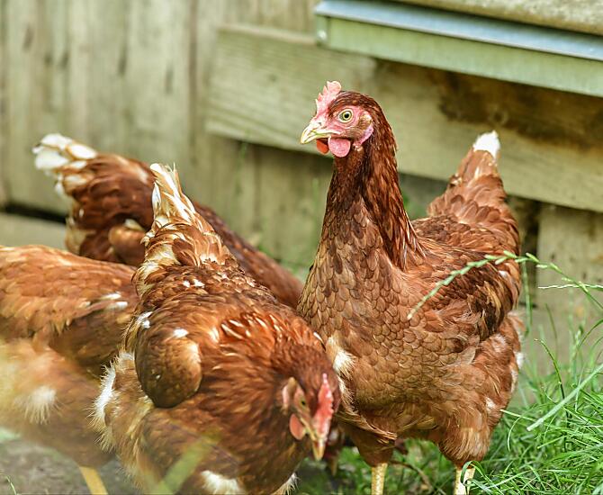 Le nostre galline riempiono i nidi di uova fresche, che potrete raccogliere e gustare.