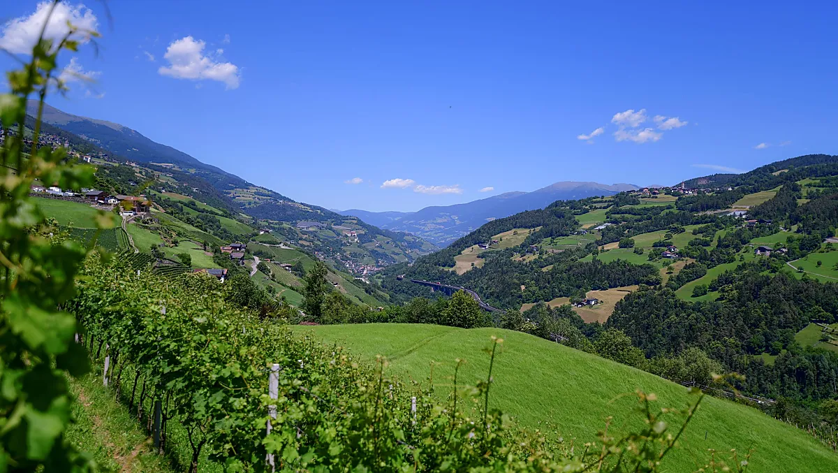 Il nostro vigneto