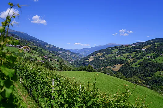 Il nostro vigneto