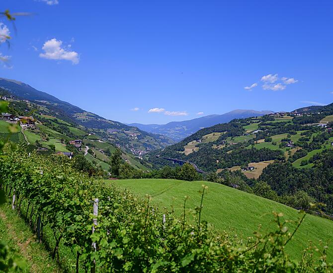 Il nostro vigneto