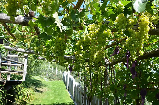 Pergola di vite nel nostro giardino