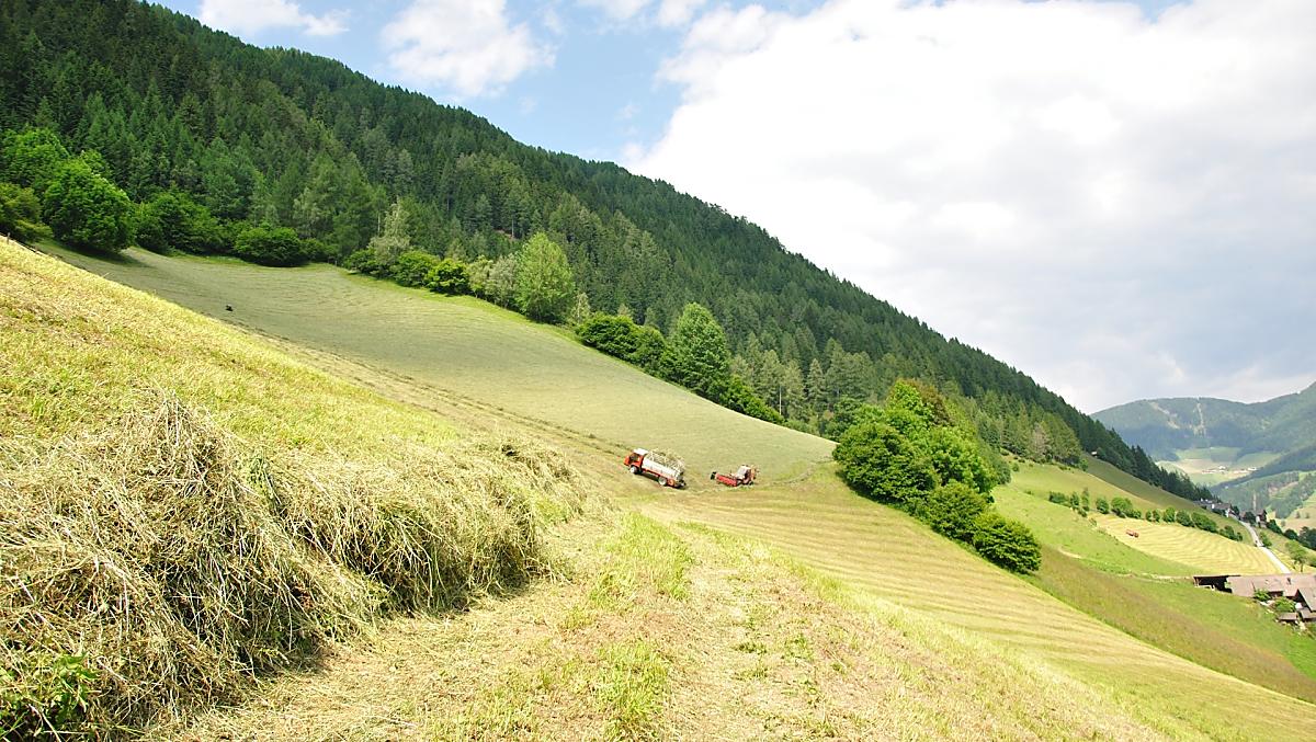 I nostri campi