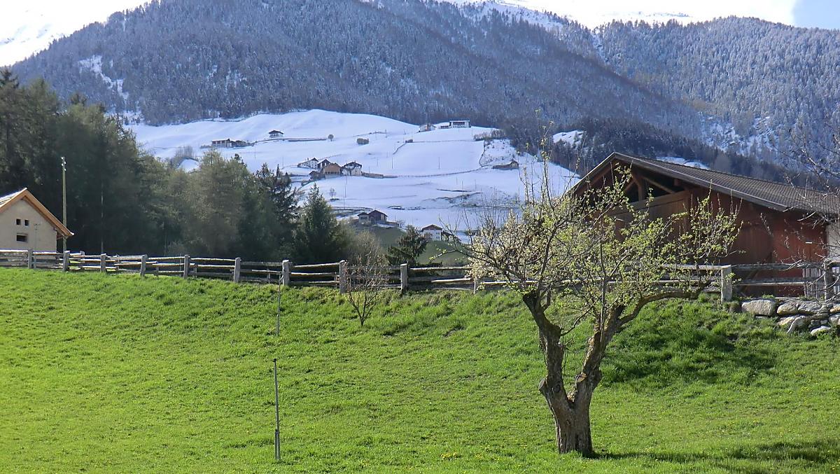 Intorno al maso è già arrivata la primavera, mentre più in alto i masi di montagna sono ancora coperte di neve.