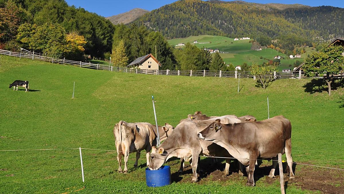 Le nostre mucche al pascolo