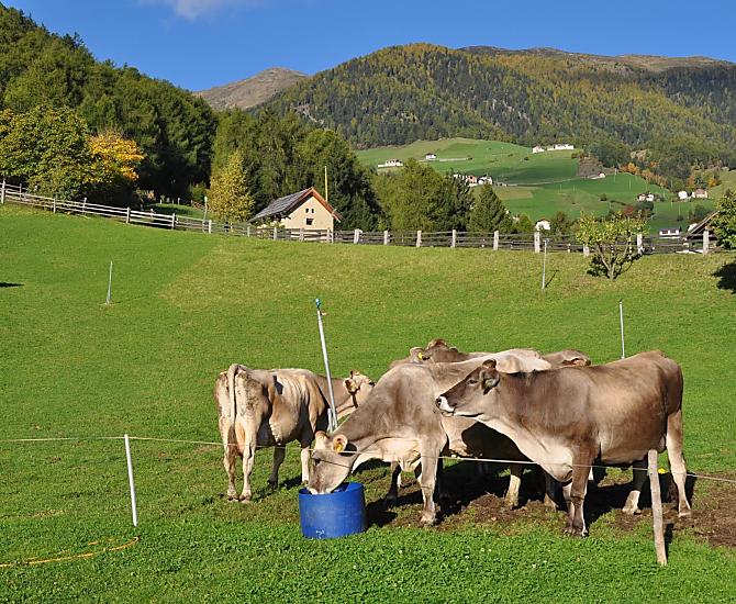 Le nostre mucche al pascolo