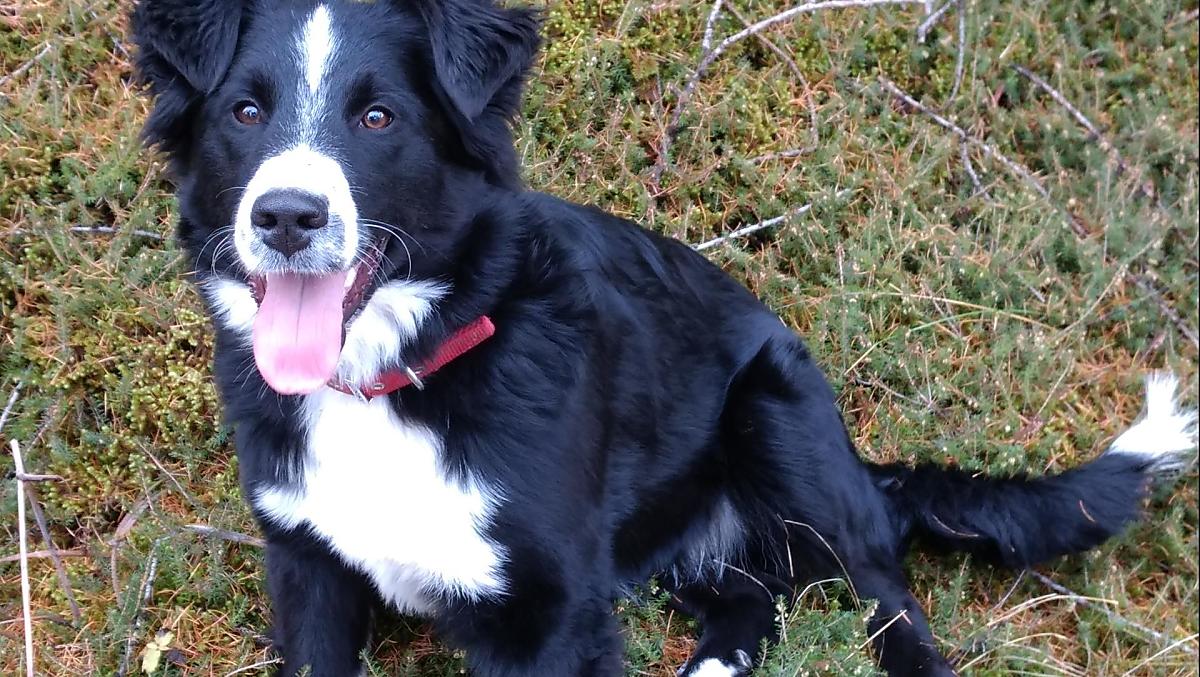 La nostra gentile cagnolina del maso, Asta. Asta è molto affezionata ai bambini e adora fare passeggiate nel bosco e nella natura con i nostri ospiti.