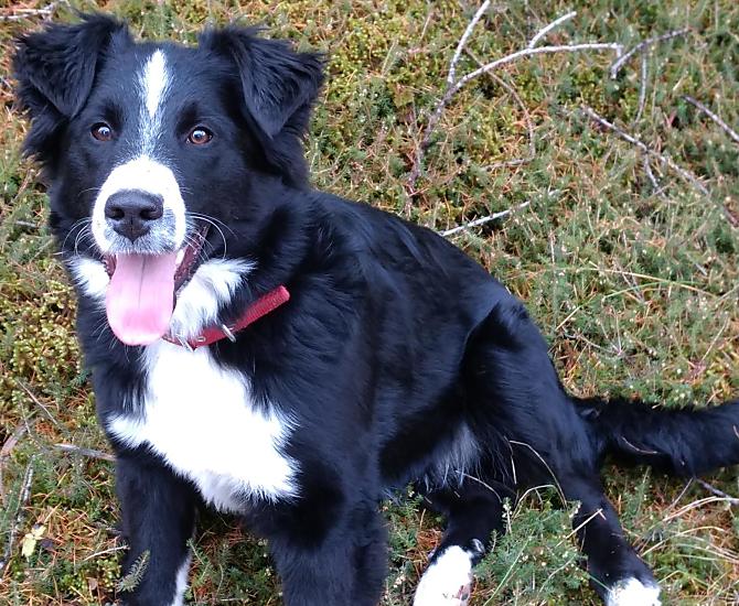 La nostra gentile cagnolina del maso, Asta. Asta è molto affezionata ai bambini e adora fare passeggiate nel bosco e nella natura con i nostri ospiti.