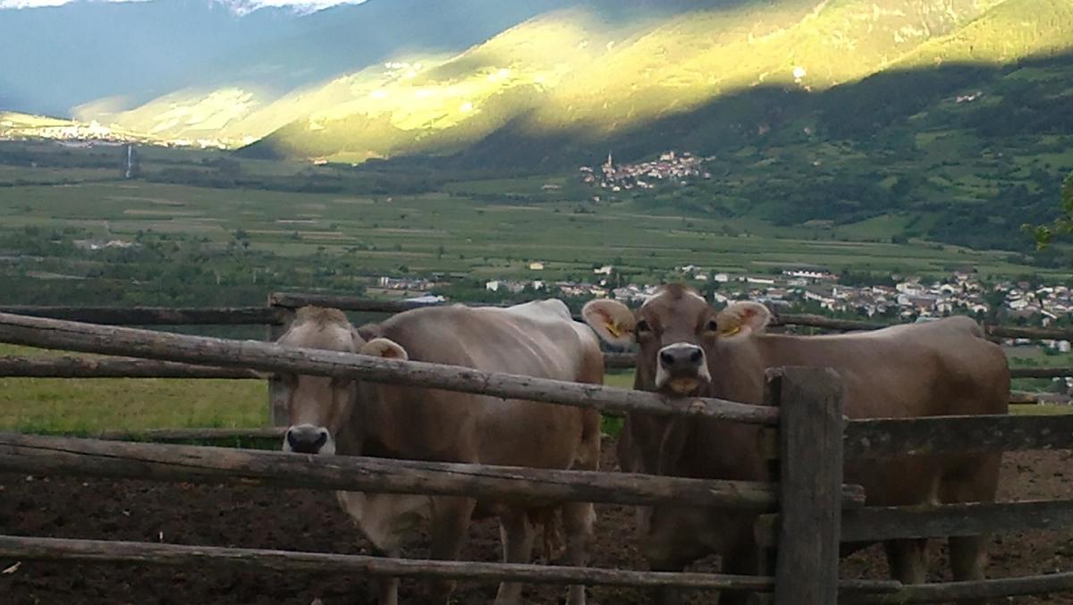 Stallo all'aperto con vista sulla valle. Anche i nostri animali godono dell'aria fresca e del panorama mozzafiato. Un'esperienza di benessere per tutti!