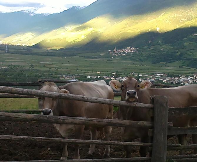 Stallo all'aperto con vista sulla valle. Anche i nostri animali godono dell'aria fresca e del panorama mozzafiato. Un'esperienza di benessere per tutti!