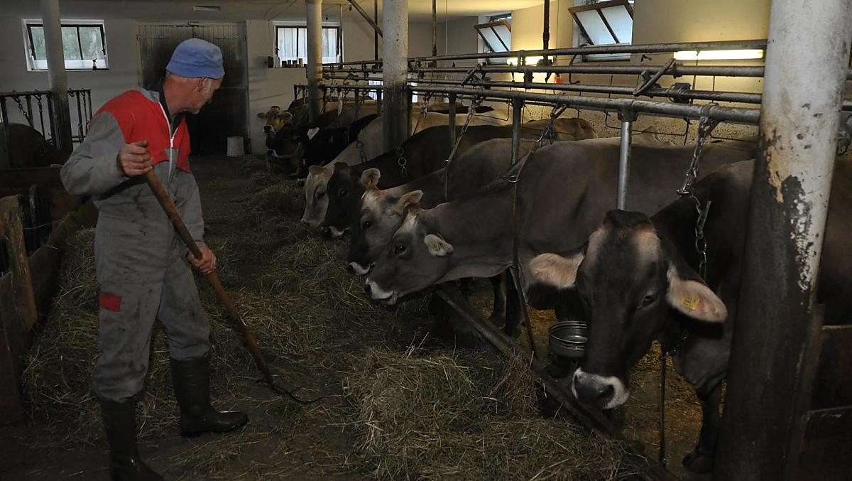 Il contadino Anton mentre dà da mangiare ai suoi animali. Qui da noi, scoprirete un vero amante della terra, un contadino che si dedica al suo lavoro con cuore e passione.
