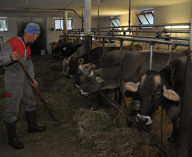 Il contadino Anton mentre dà da mangiare ai suoi animali. Qui da noi, scoprirete un vero amante della terra, un contadino che si dedica al suo lavoro con cuore e passione.