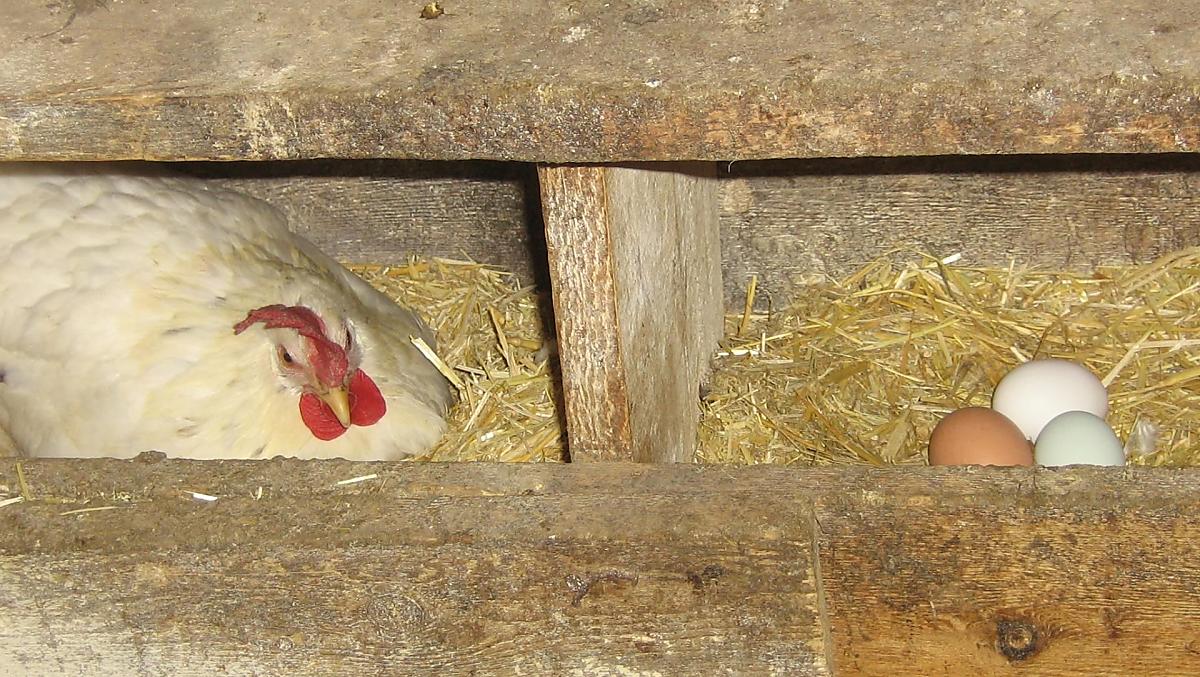 Le nostre laboriose galline. I bambini sono i benvenuti per dar loro da mangiare e la sera raccogliere uova fresche per la colazione del mattino seguente.