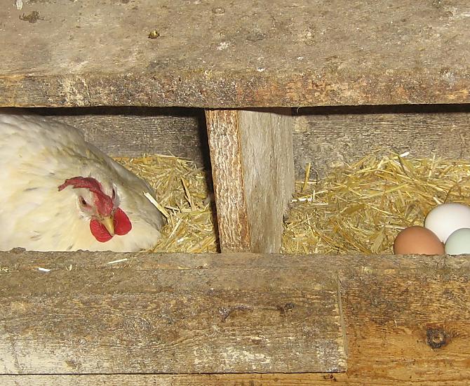 Le nostre laboriose galline. I bambini sono i benvenuti per dar loro da mangiare e la sera raccogliere uova fresche per la colazione del mattino seguente.