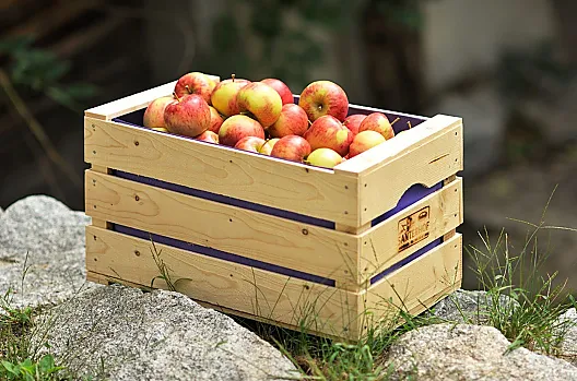 Frische Bio-Äpfel, natürliche Vielfalt direkt von unserem Bio-Weingut in Mühlbach.