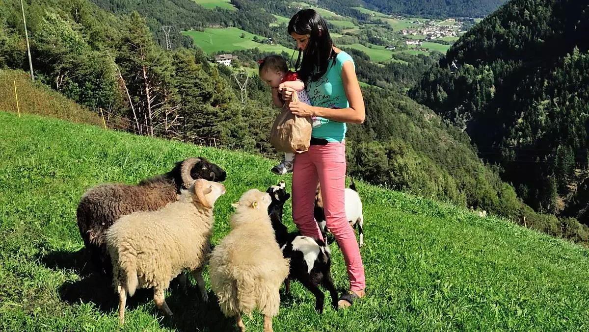 Scoprite le nostre pecore e capre con i vostri bambini al pascolo o osservatele dal vostro balcone. Aiutate a nutrirli! 