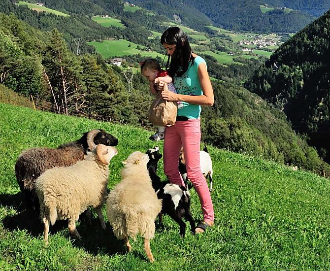 Scoprite le nostre pecore e capre con i vostri bambini al pascolo o osservatele dal vostro balcone. Aiutate a nutrirli! 