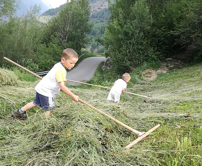 I ragazzi rastrellano il fieno