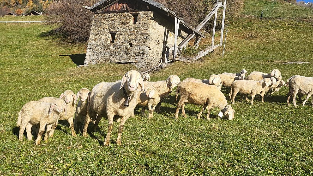 Con l’arrivo dell’autunno, le pecore tornano al maso.