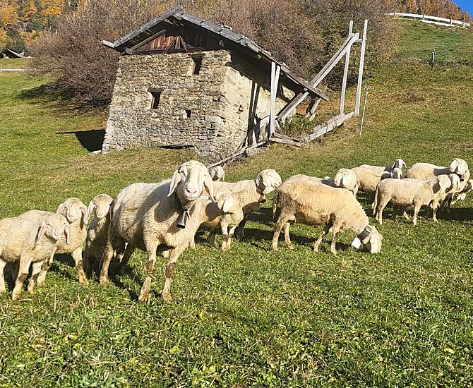 Con l’arrivo dell’autunno, le pecore tornano al maso.