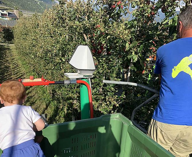 La raccolta delle mele